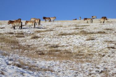 Mongolia on Horseback