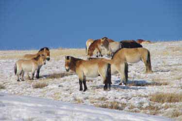 Mongolia on Horseback